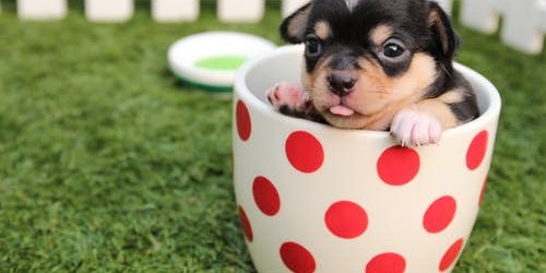 Understanding What Type of Veterinary Care Your Pet Needs