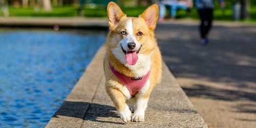 Pet Care: How Should You Handle Pet Emergencies?