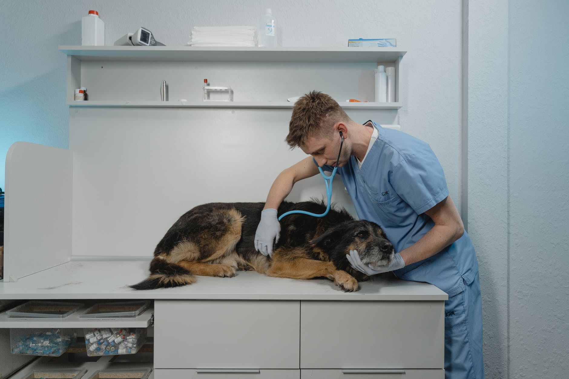 Signs That Your Pet Needs Emergency Medical Treatment