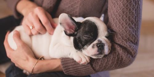 5 Medically Proven Health Benefits of Dog Boarding