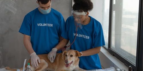 Professional Dental Cleaning for Dogs: What Are the Benefits?