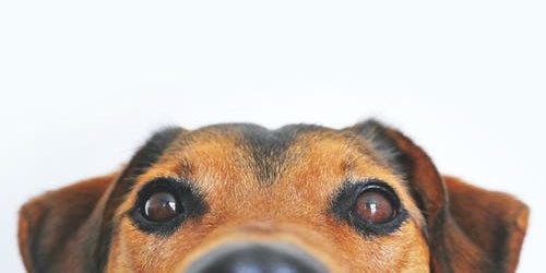Health Problems Often Seen in Older Pets