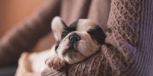 Preserving Your Pet’s Dental Health
