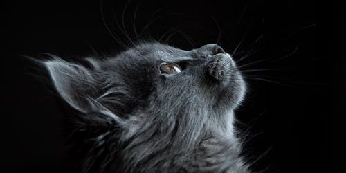 What Is Cold Laser Treatment, and How Pets Benefit From It