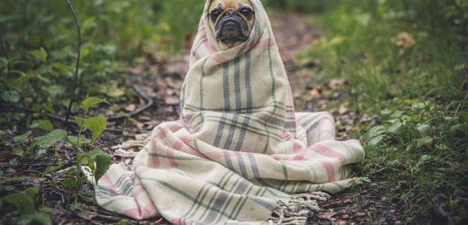 Adopting a Senior Pet: How to Get Ready and What to Expect