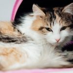 Pet Talk: Travel Safety Tips With Your Dog