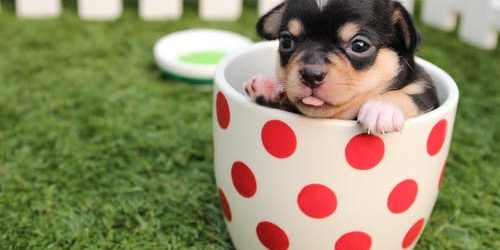 Future of Vet Services: Advanced Treatments for Pet Health