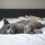 Common Parasites in Pets: Prevention and Treatment Options