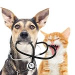 What Are Common Health Issues in Senior Pets?